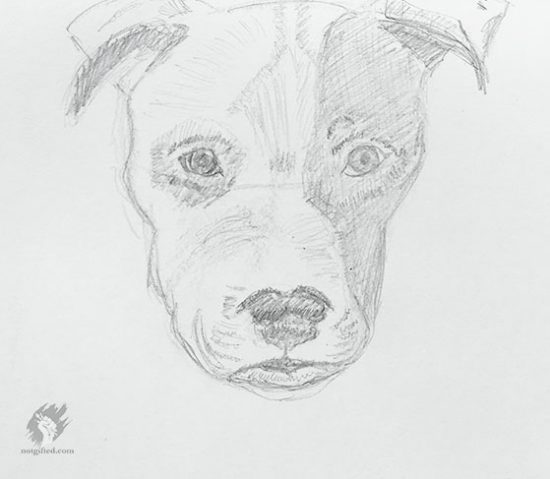 Sad dog sketch