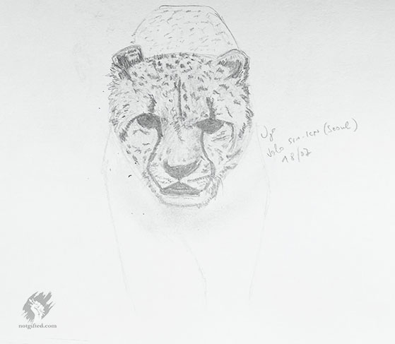 Cheetah sketch