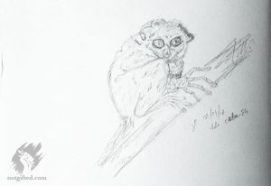 Tarsier drawing