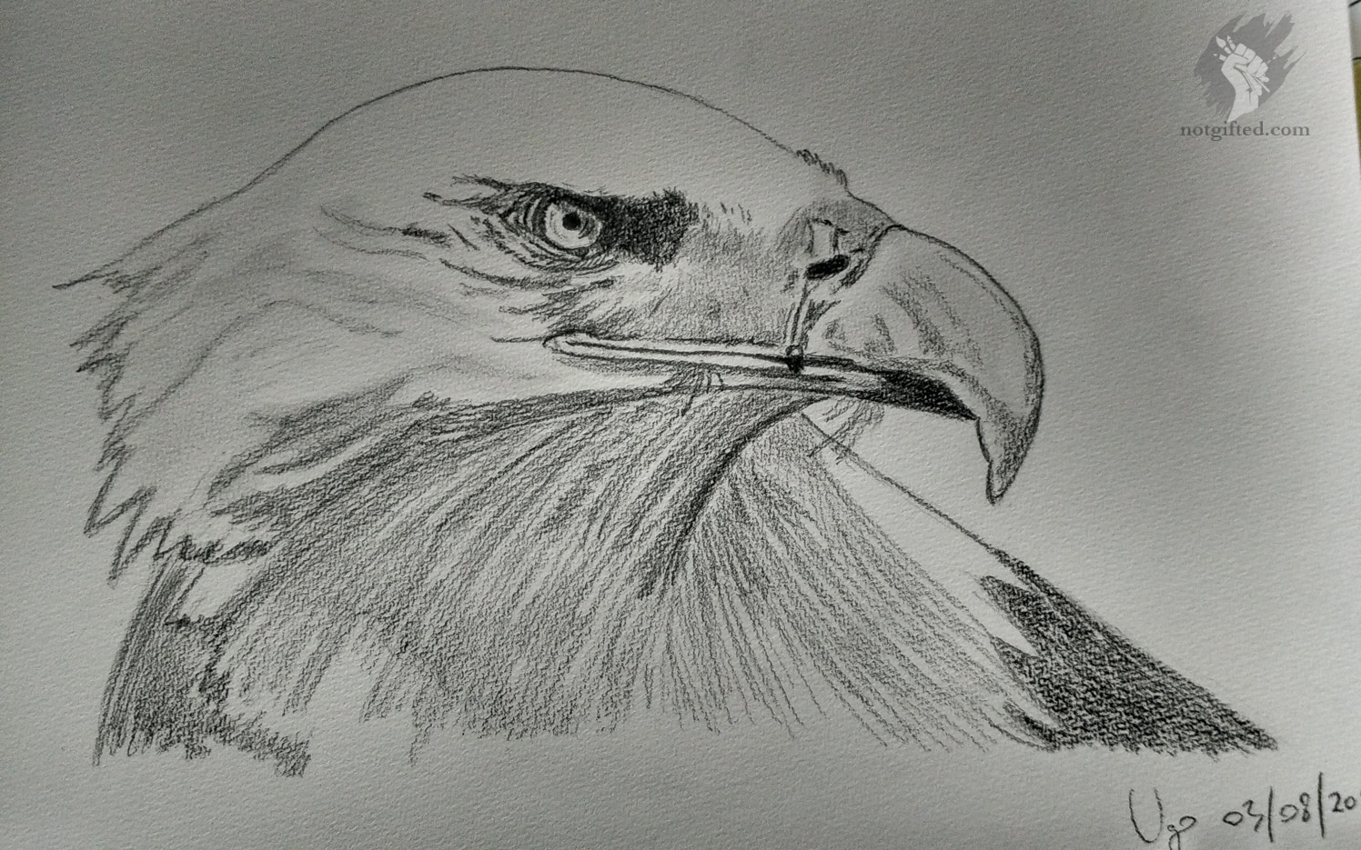 Eagle drawing - NotGifted