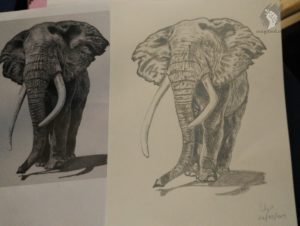 Elephant drawing